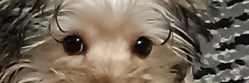 cookies's banner