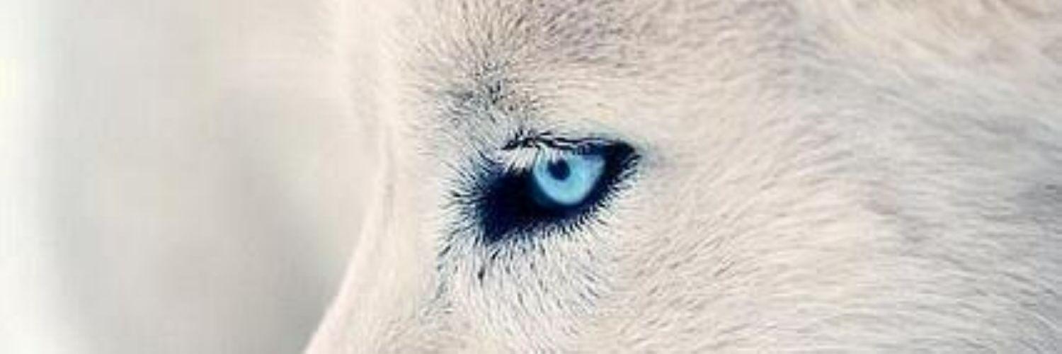 🐲Junier🔥 banner