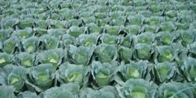CabbageHappy's profile banner image