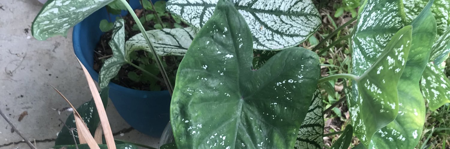 MorganHardegree's profile banner image