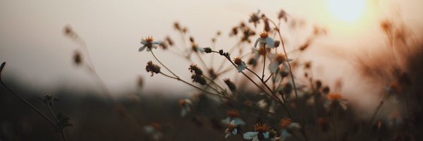 assindleif Profile Banner