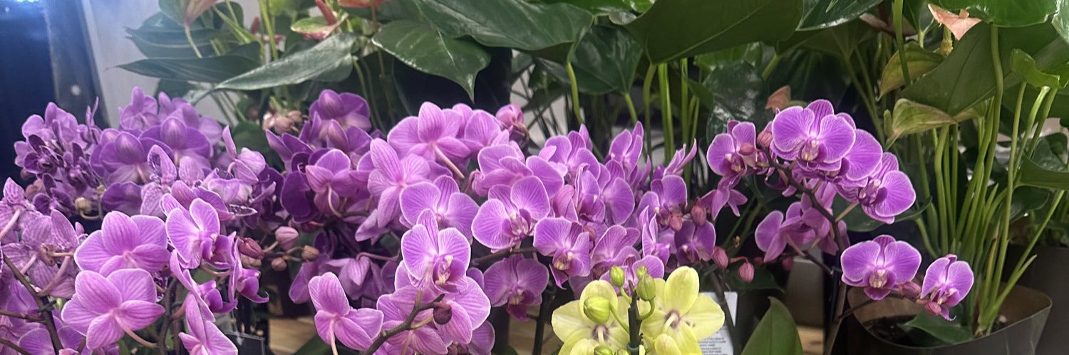 Kelly_Sitah's profile banner image