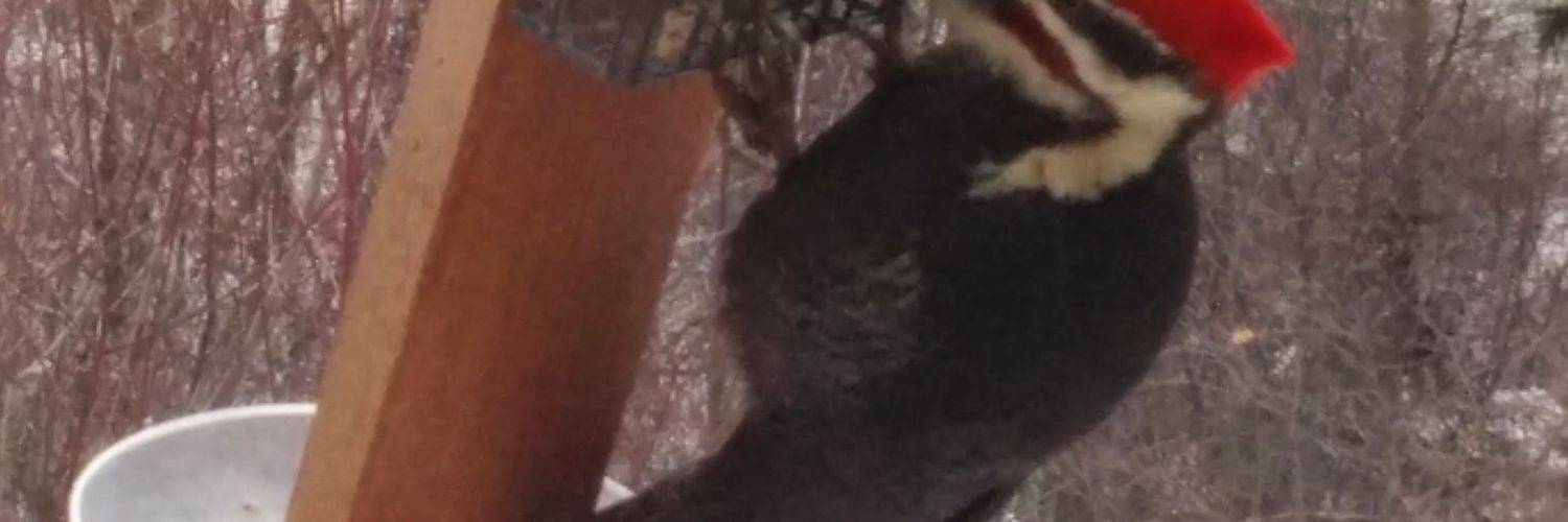 WWLibtard's profile banner image