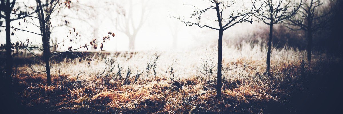 CunningMongoose's profile banner image