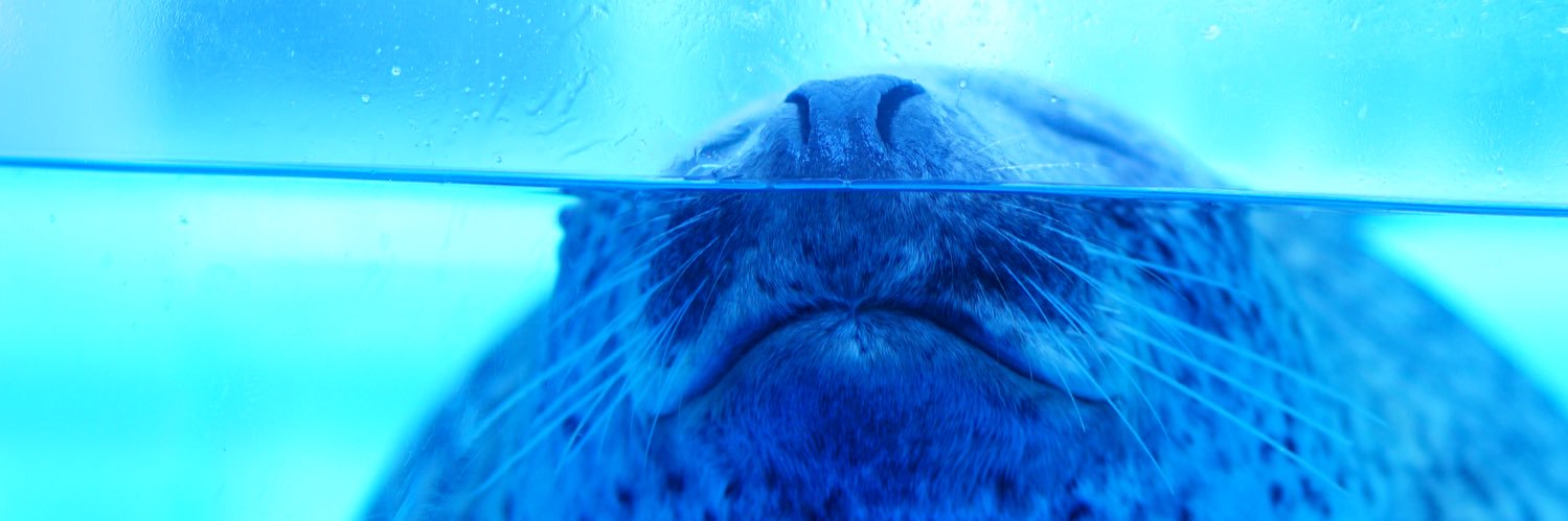 しらす@取引専用* banner