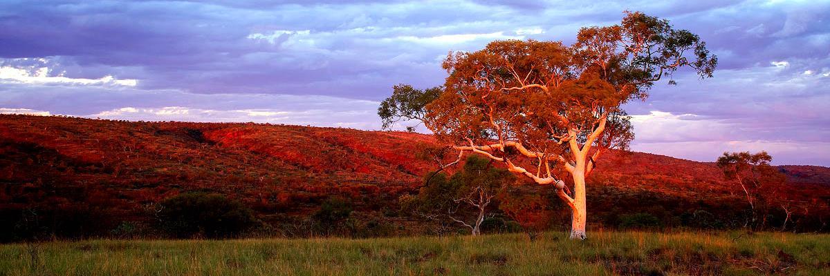 Country Labor WA banner