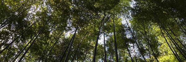 saphirblanc Profile Banner