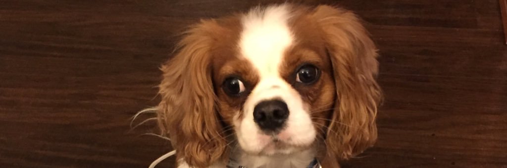 MsFlemingMViT's profile banner image