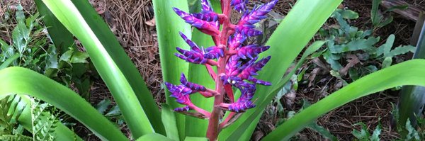 DPers Profile Banner