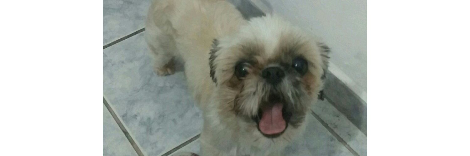 thaaimaira's profile banner image