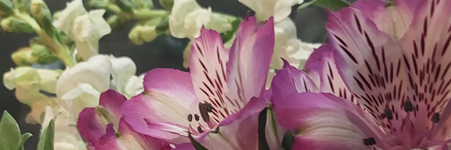 sofiarboit's profile banner image