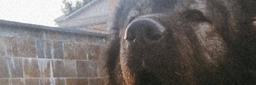 yagonp5's profile banner image