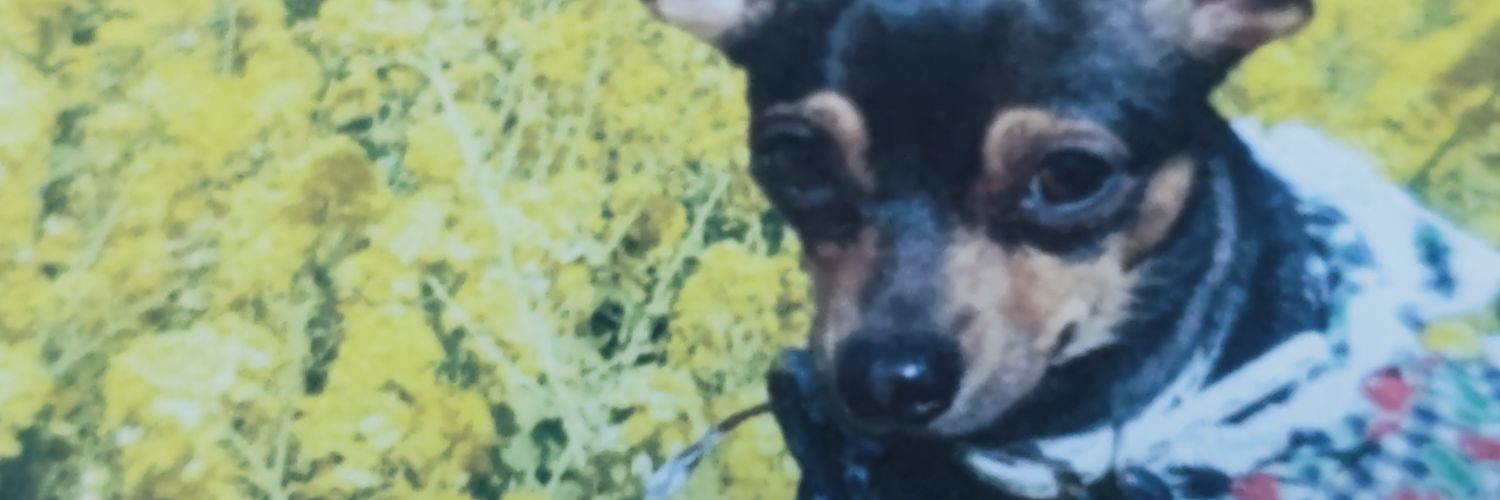 twitwiazu's profile banner image