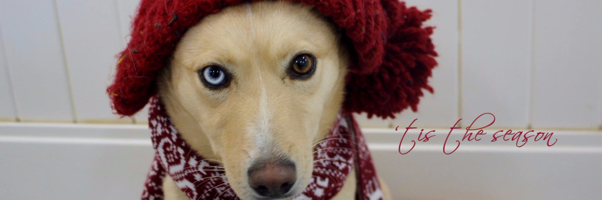 SpringbankPetResort banner