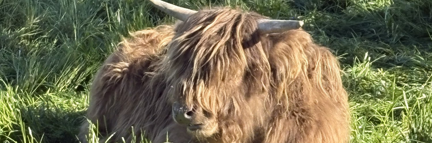 HolgerNeuner's profile banner image