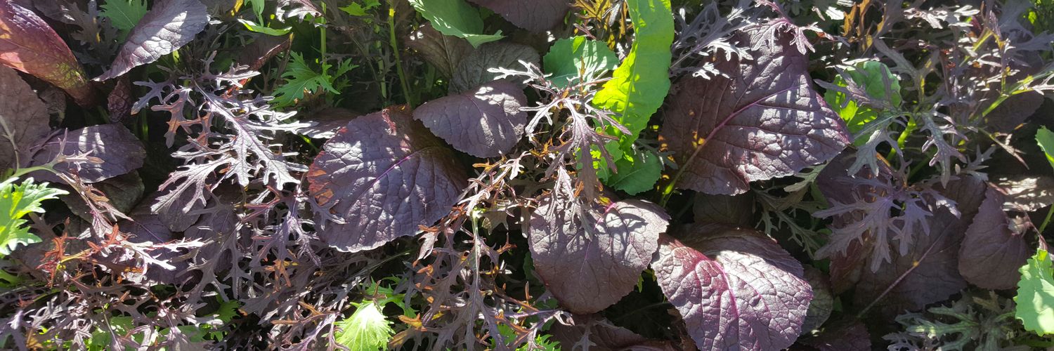 BerryGoodsFarm's profile banner image