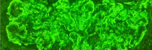Ped_Neph Profile Banner
