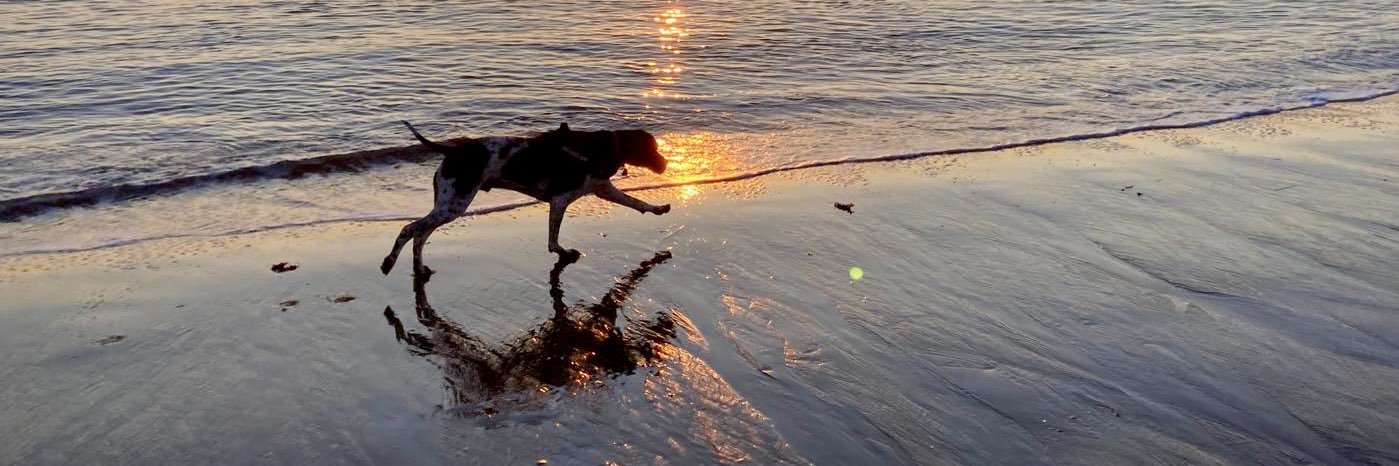 💡Sarah🦖 banner