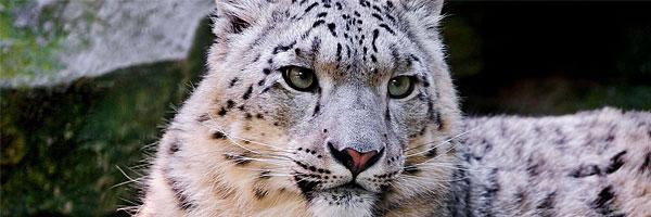 Ruyunaa's profile banner image