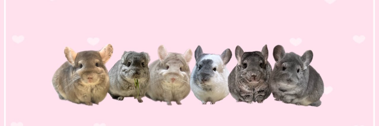 こっとん banner