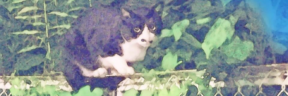 moikawa36's profile banner image