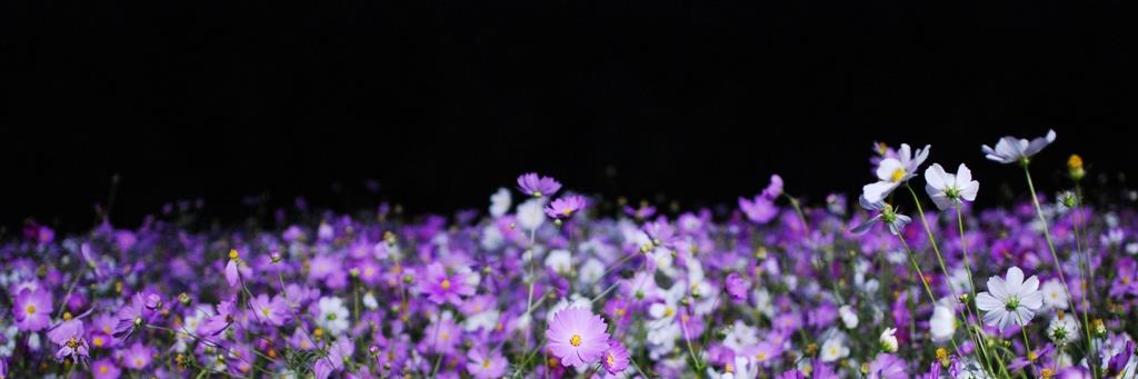 Ttox1's profile banner image