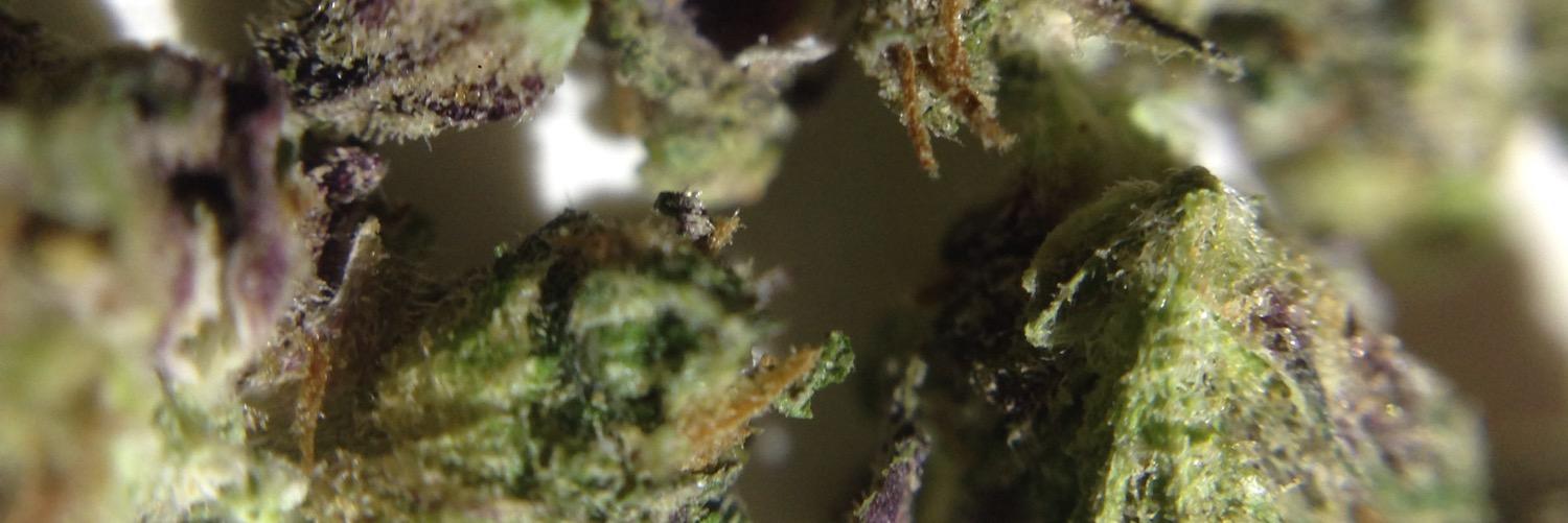 420editz banner