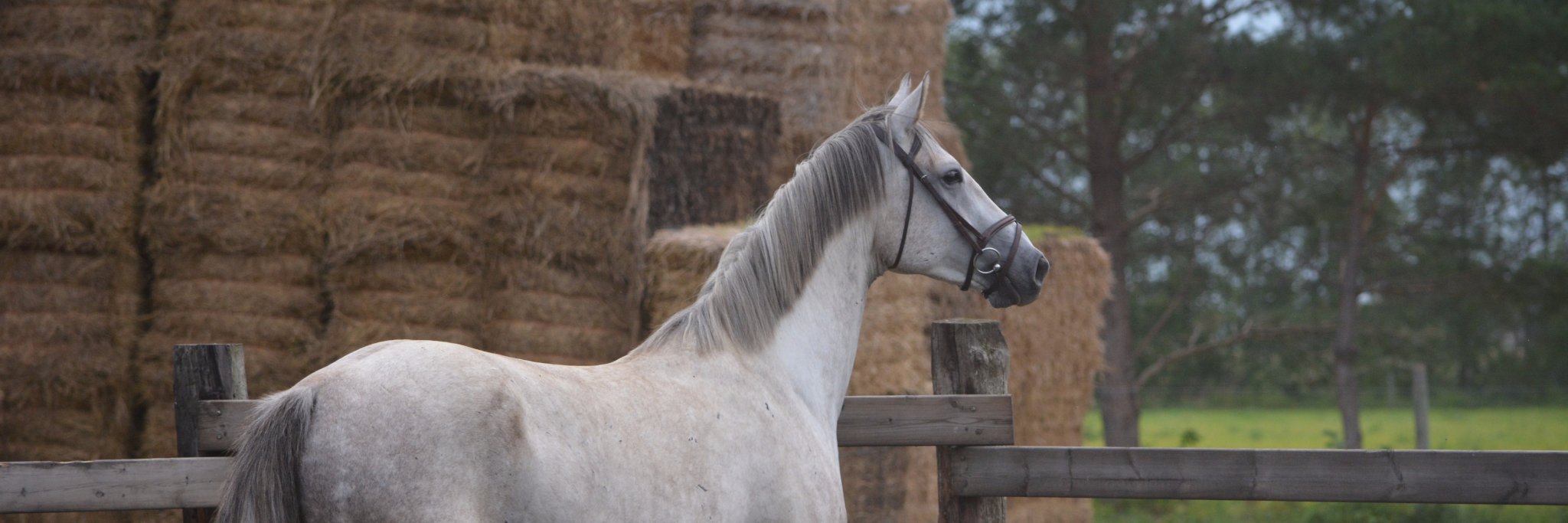 Silverhorse24's profile banner image