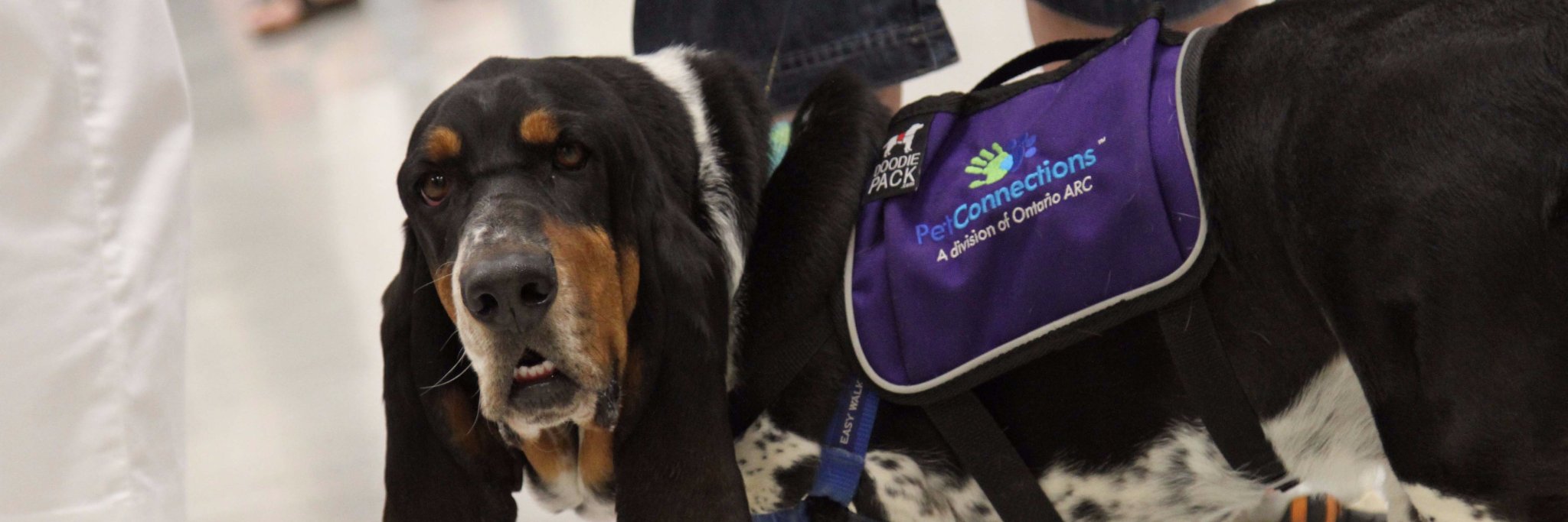 OARCPetConnect's profile banner image