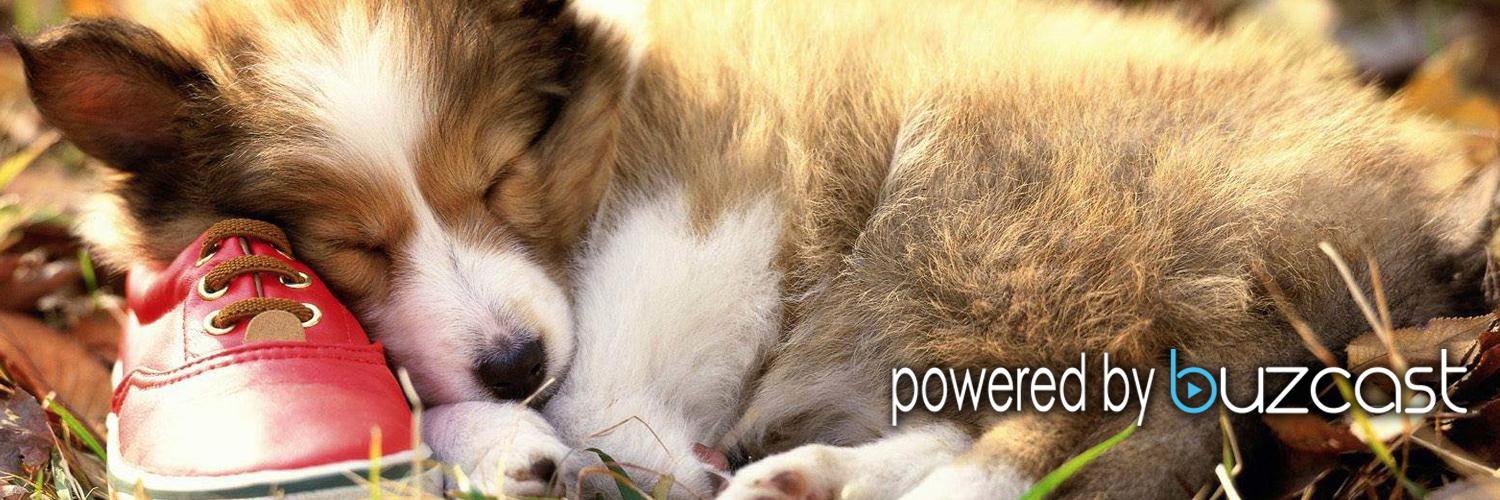 AnimalsNatureTV's profile banner image