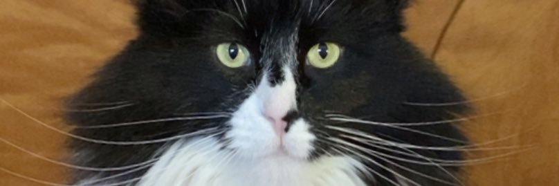 parappa69's profile banner image