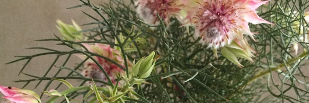 Philippa Collin banner