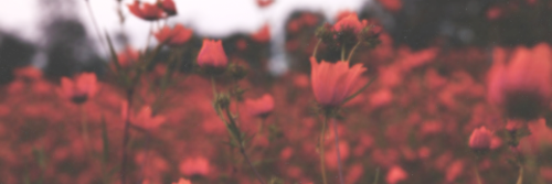 LolDeCailin's profile banner image