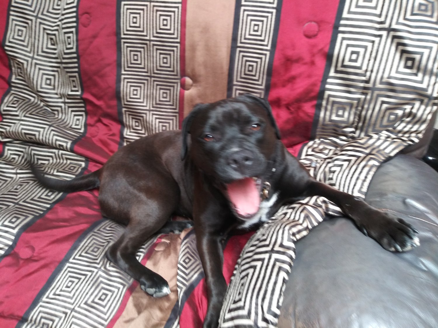 Anne Harris Wyckoff banner