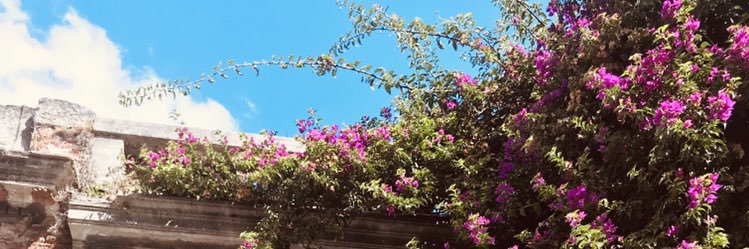 lauraraupprm's profile banner image