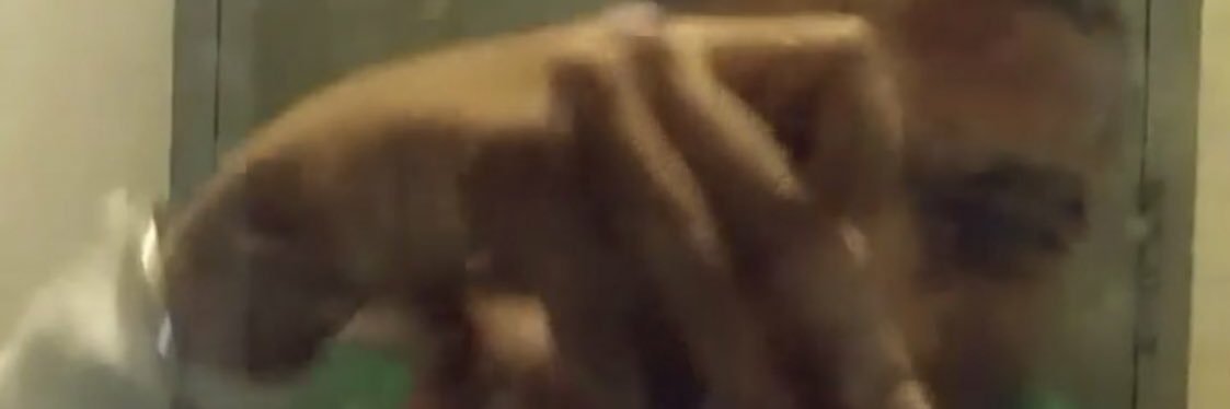 icemulla_'s profile banner image