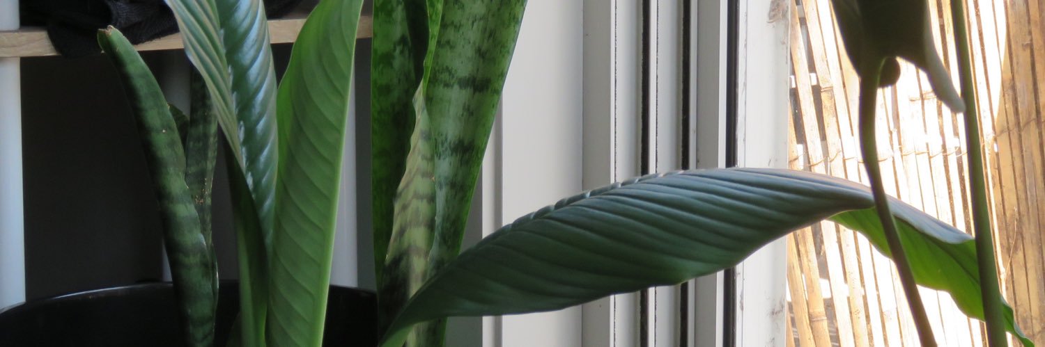 Will 🍒 banner