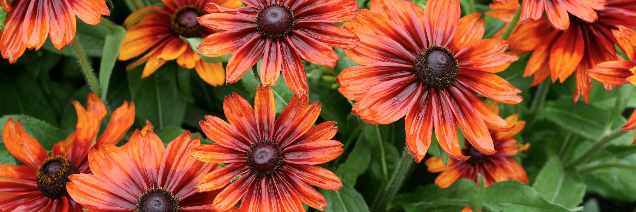 gardenlink_'s profile banner image