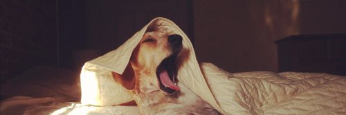 ♌ banner