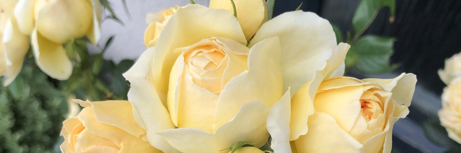 Grace_EmilyC's profile banner image