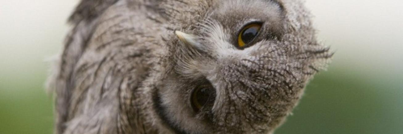 TiltOwl's profile banner image