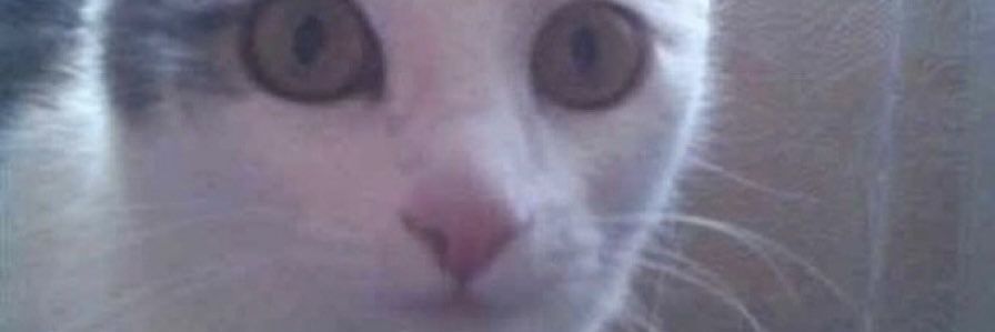 nothingwill234's profile banner image