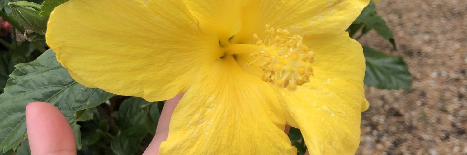 cathypruitt7's profile banner image