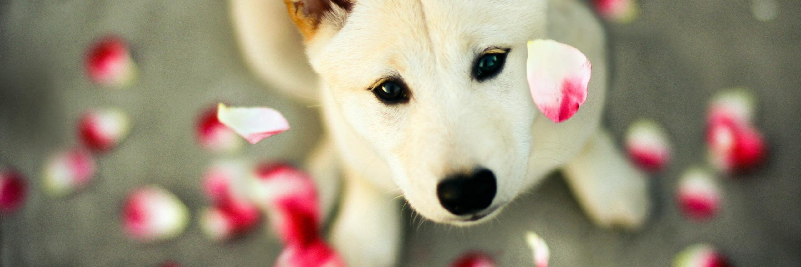 CryptoPet banner