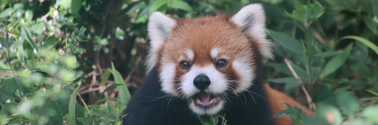 joy_redpanda banner