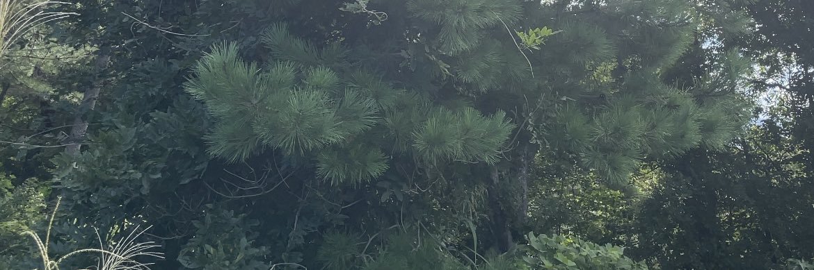 nanopi's profile banner image