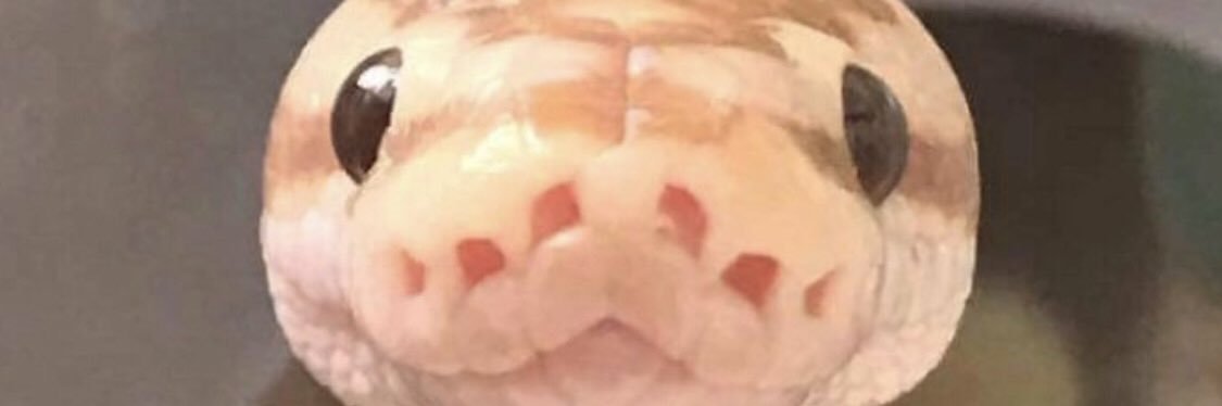 murphy_bellard's profile banner image