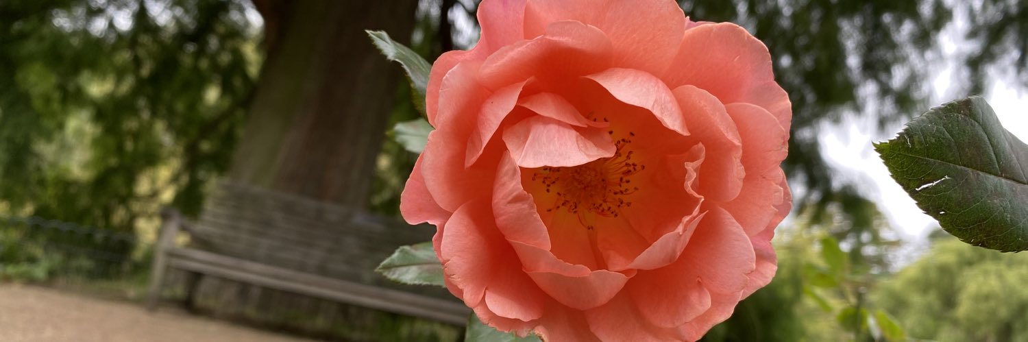 indiscribe's profile banner image