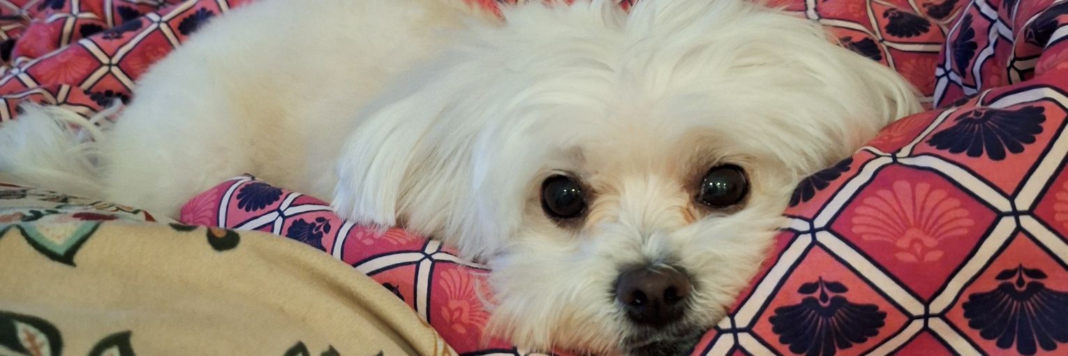 ✨️ nana ✨️ banner