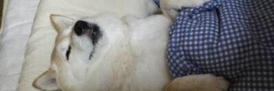GoSleeves's profile banner image